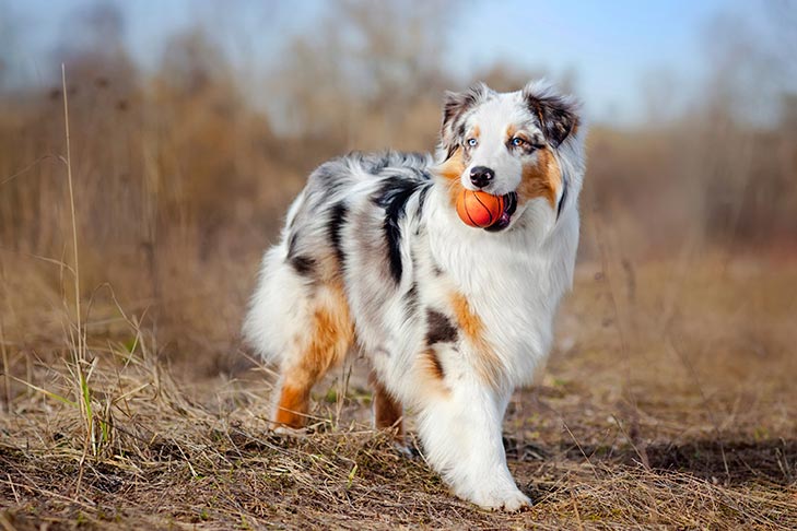 Australian Shepherds: Unpacking the Breed's True American Strength